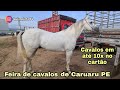 FEIRA DE CAVALOS DE CARUARU PE TERÇA FEIRA( Cavalos em até 10x no cartão)