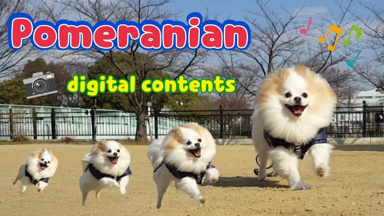 ポメラニアン ライト セルフ飛行犬に成功 走る 飛ぶ 可愛い Pomeranian Raito Challenge Self Flying Dog Digital Contents Youtube