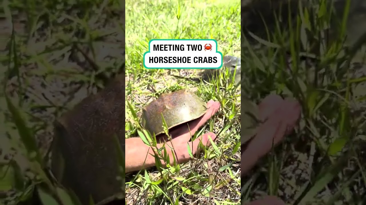 Meeting two horseshoe crabs 🦀 (🎥: TT/ davidorin)