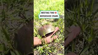Meeting two horseshoe crabs 🦀 (🎥: TT/ davidorin)