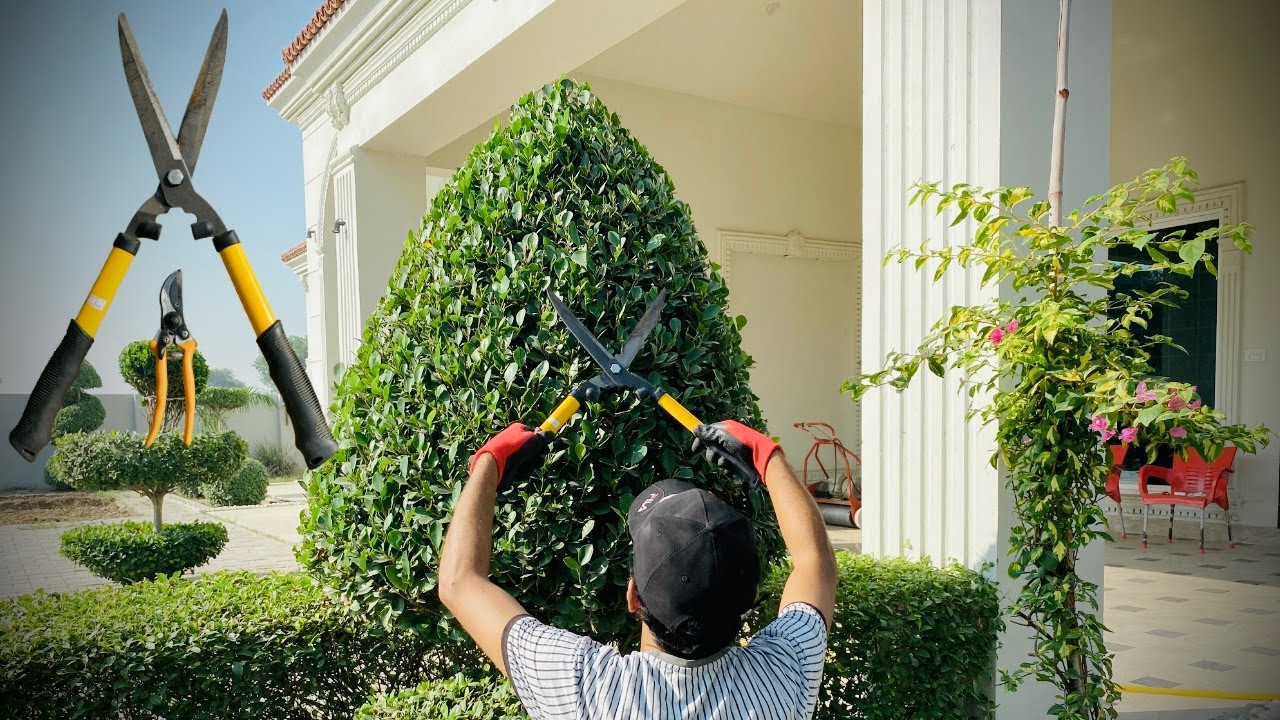 How to Use Hedge Trimmer | Manual Hedge Trimming and Gardening in Heavy