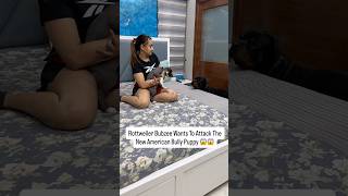 Rottweiler Bubzee Attacks American Bully Puppy 😱 #shorts #dogs #rottweiler  #youtubeshorts