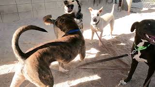 Dogs playing for dogs to watch: Episode 1