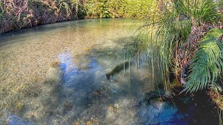 Catching Huge Trout in ULTRA clear water!