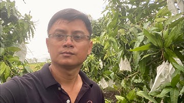 Giá xoài cát hòa lộc và xoài đài loan ngày 4 tháng 11, 2025