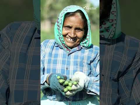 पौधों का जैविक अमृत || AgroStar Pure Kelp || Organic Tonic - पौधों का जैविक अमृत || AgroStar Pure Kelp || Organic Tonic