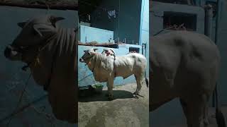 American breed cows big bull 🐂💥⚡🔱 2026 Bakrid Eid al-adha 🤍✨😻#bakrid #cows #bull #eid #american #big