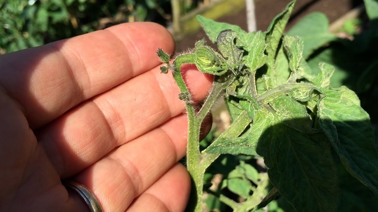 Tomatoes damaged by herbicidal drift (from roundup)? YouTube
