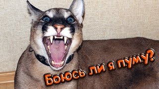 БОЮСЬ ЛИ Я ПУМУ? О приручении Пумыча