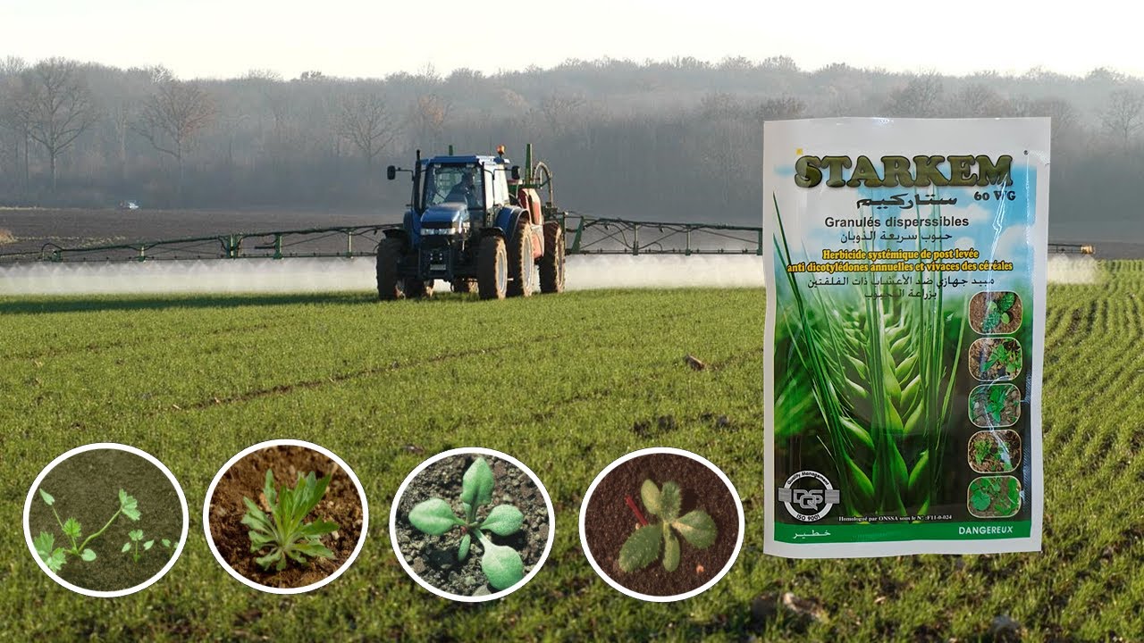 مبيد الأعشاب الضارة في الحبوب 