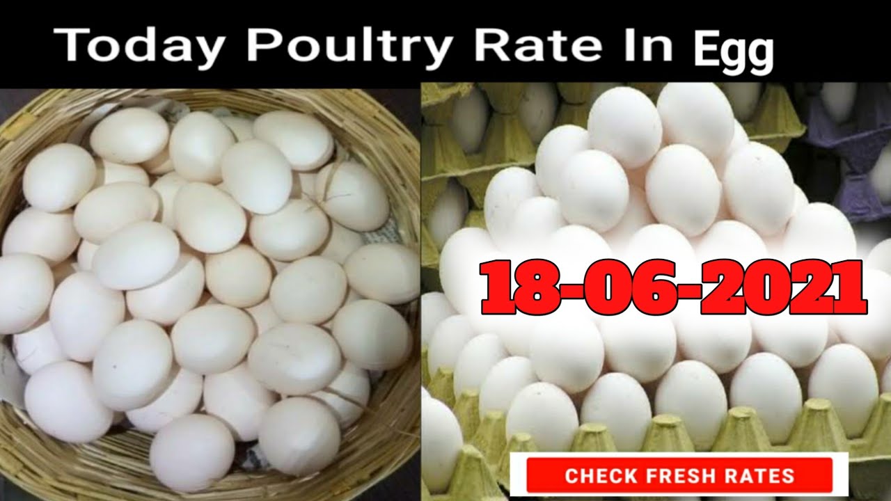 Today poultry rates broiler egg broilers egg rate(18062021)chicks pricepolutry tamizhaegg