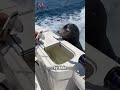 Tại sao sư tử biển thích bám đuôi con người #kienthuc #sinhton #bi an #funnyanimals