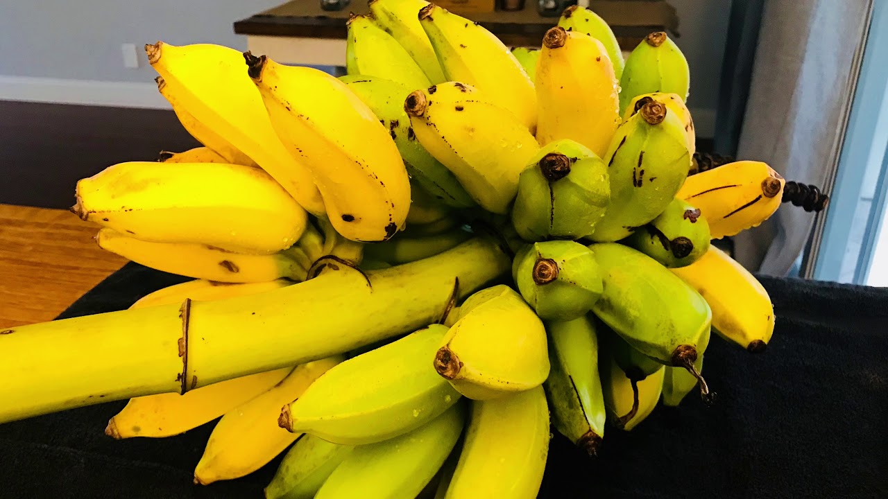 How to harvest bananas YouTube