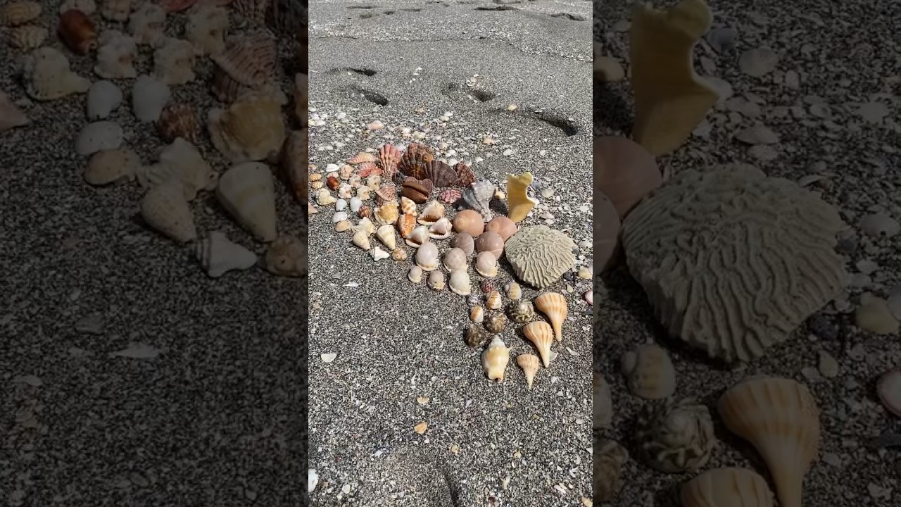 Looking for seashells. Florida islands have the best seashells