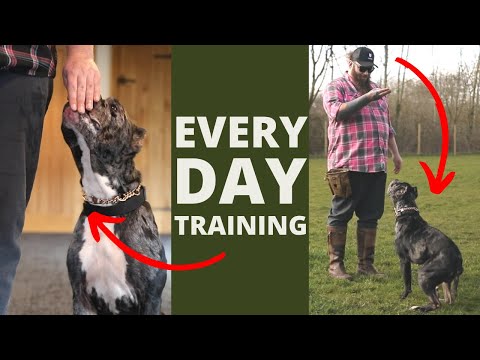 5 Dog Training Exercises You Should Do EVERY DAY At Home!