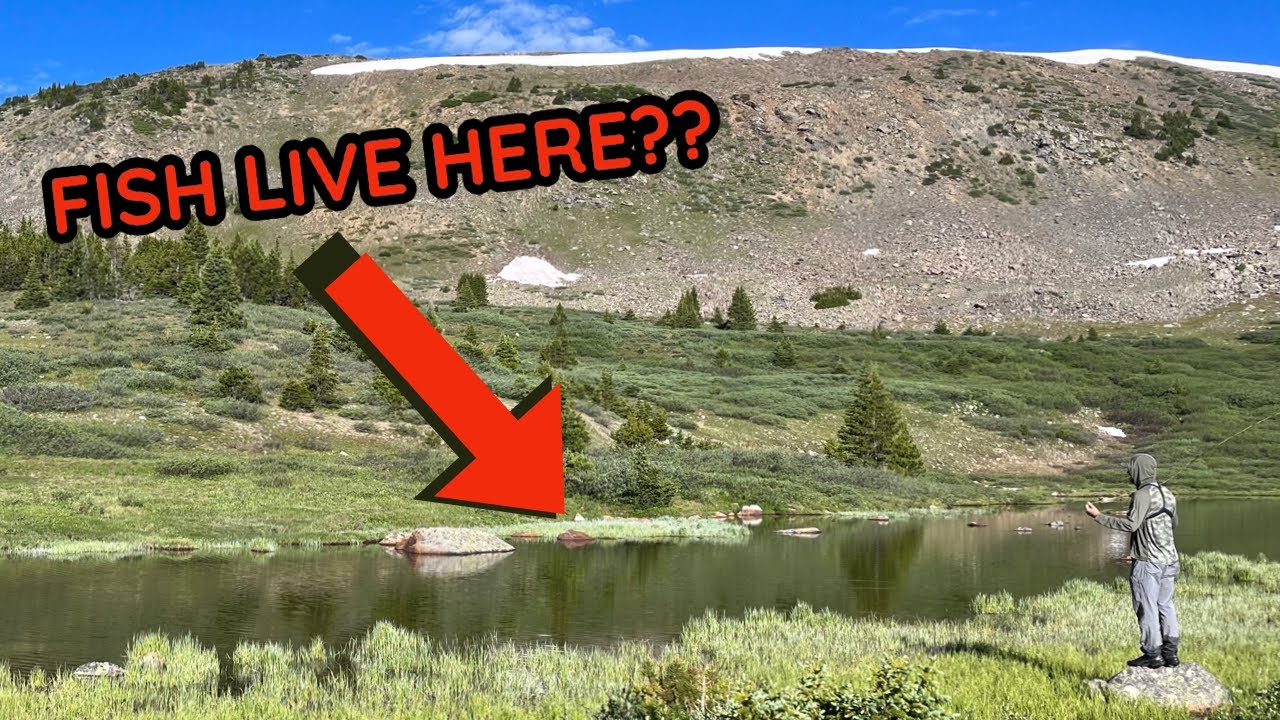 Catching The MOST BEAUTIFUL Fish In THE WORLD (Alpine Lake Fishing