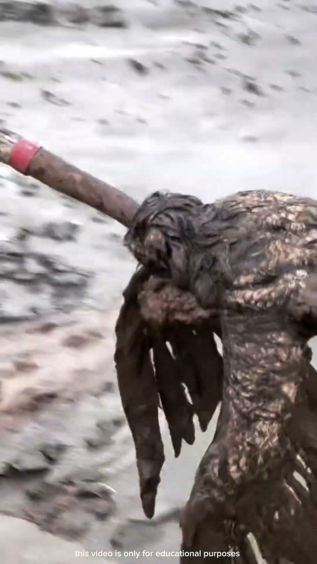 उल्लू को कीचड़ से निकल कर आजाद किया #shortsvideo