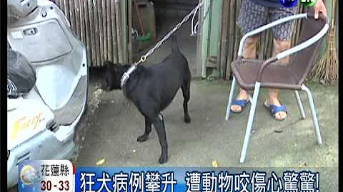 遭動物咬傷心驚 362人打狂犬疫苗 - 天天要聞