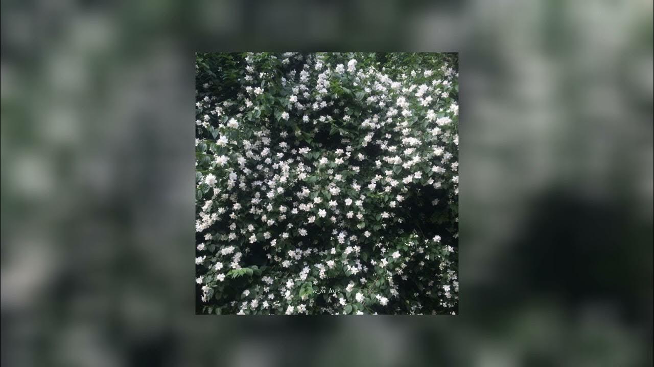 MAIN HOON NA SAD Shahrukh Khan YouTube main-hoon-na-sad-shahrukh-khan-youtube