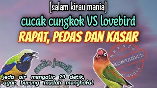 Masteran Burung Paling Ampuh || Kombinasi Cucak Cungkok VS Lovebird Gacor || Jeda Suara Air Mengalir