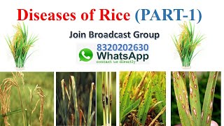 Diseases of Rice (PART 1)/Disease of Field Crops