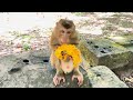 Cutie small baby monkey and wonderful mom #monkey #babymonkey #animal #animallovers