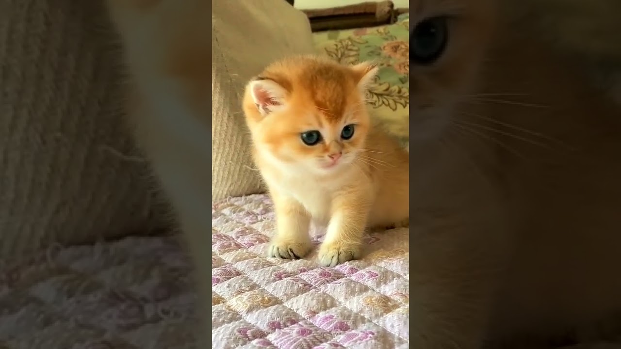 令人满意的甜甜猫 