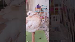 My Beautiful Pied Ringneck Dove Preening❤🕊