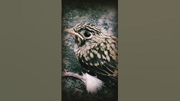 Baby Swift Video #swift