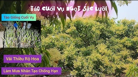 Làm Mưa Chống Hạn Hạn Cho Vải Thiều l Núi Đồi Lục Ngạn