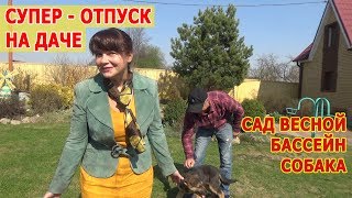 Отпуск на даче. Наша дачная жизнь. Наш сад, бассейн и собака. Дачный ВЛОГ. Отпуск на даче. Наша дачная жизнь. Наш сад, бассейн и собака. Дачный ВЛОГ.