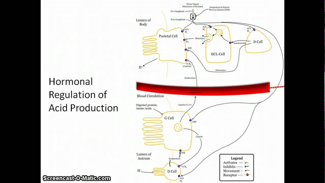 Acid Reflux: PPI vs H2 - YouTube