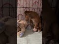 Update on Millie [STORY BELOW]