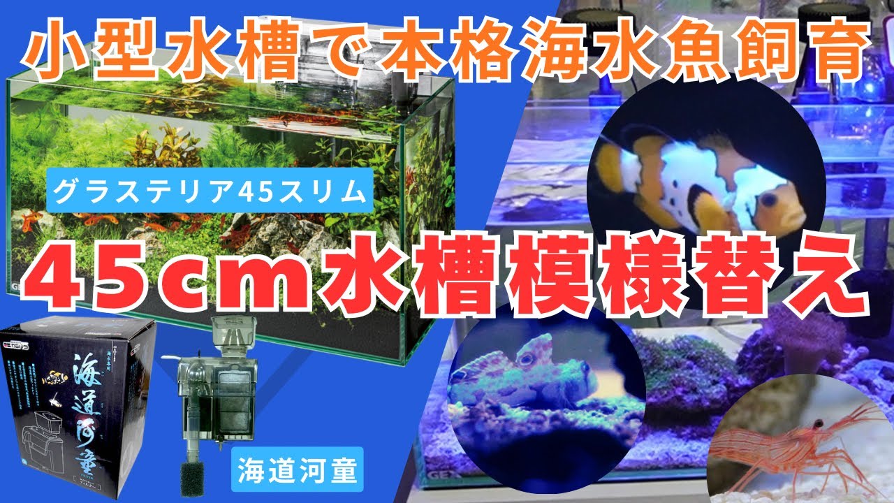 1年前にGEX1番人気グラステリアスリムと海道河童を使った45cm水槽で 