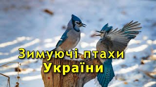 Кочові птахи або зимуючі птахи України. Українською мовою.