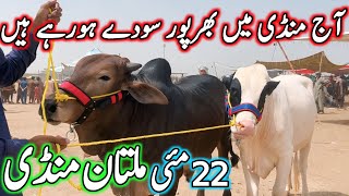 Today Multan Cattle Market Fresh Rates Update | Sahiwal Cholistani Bachre | Multan Mandi 2026 Video