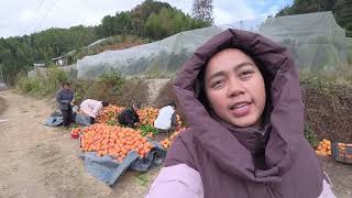 Wholesale Oranges From Sekebon Kebon In China 