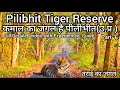 Pilibhit tiger reserve        tiger safari  tiger wildlife uttarpradesh p1