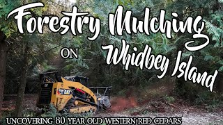 Forestry mulching 2 acres of overgrown forest into usable land on Whidbey Island | Hall Built LLC