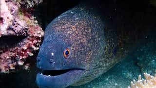 Facts: The Yellow-Edged Moray Eel by Deep Marine Scenes 1,227 views 3 weeks ago 1 minute, 22 seconds