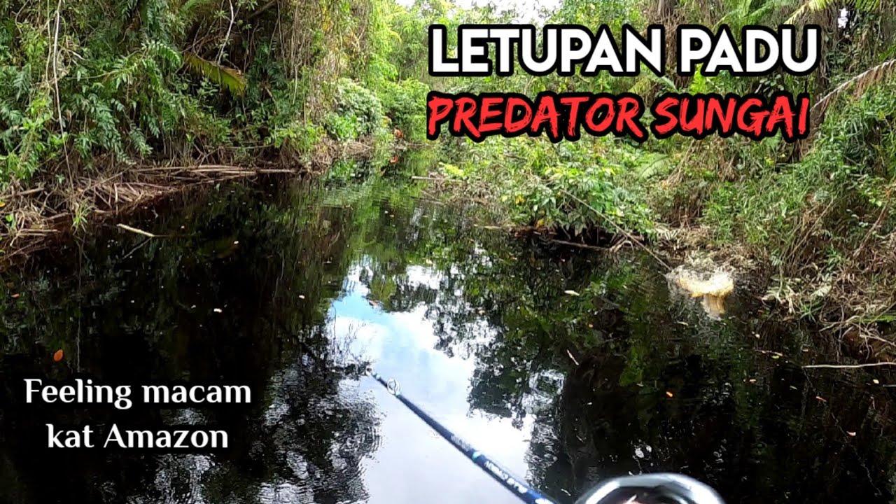 Misi Memburu Toman @ Giant SnakeHead Di Membakut Sabah | Toman Black Menjadi Lesen Pertama