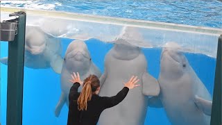 Ocean Discovery: Belugas and Dolphins (Full Show) - SeaWorld San Antonio - August 17, 2023 by EchoBeluga 4,445 views 2 months ago 17 minutes