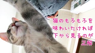 子猫を下から見てみたらかわいかった／おまけ(掃除機がこわい子猫・香箱する子猫)【保護猫・生後114日ほか】View the kitten from below