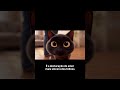 PARTE 3: Coisas que seu gato faz e você não entende 😳🐈