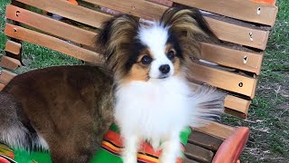 Papillon 🦋 Discover the Butterfly Dog! | 1 Minute Animals