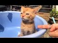 ПРИКОЛЫ С ЖИВОТНЫМИ ДО СЛЕЗ / Смешные КОТЫ 2021 / Приколы с КОТАМИ / Funny ANIMALS video #36