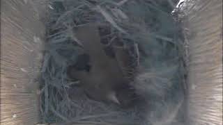 2/24/2018_130849 Female Chestnut-backed Chickadee building nest