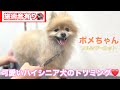 【トリミング】フルシザーカットでトリミングしたポメちゃん✂️【モコちゃん】2022年1月15日(土)