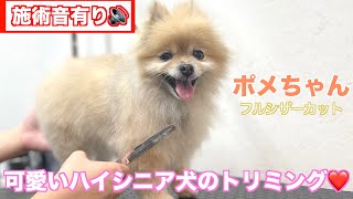 【トリミング】フルシザーカットでトリミングしたポメちゃん✂️【モコちゃん】2022年1月15日(土)
