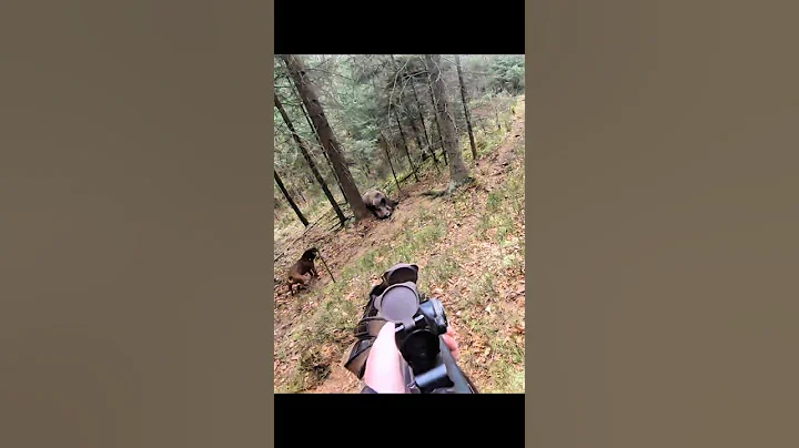 охота на большого кабана под деревом#chase #hunting #wildboar#challenge #cinghiale #chasse
